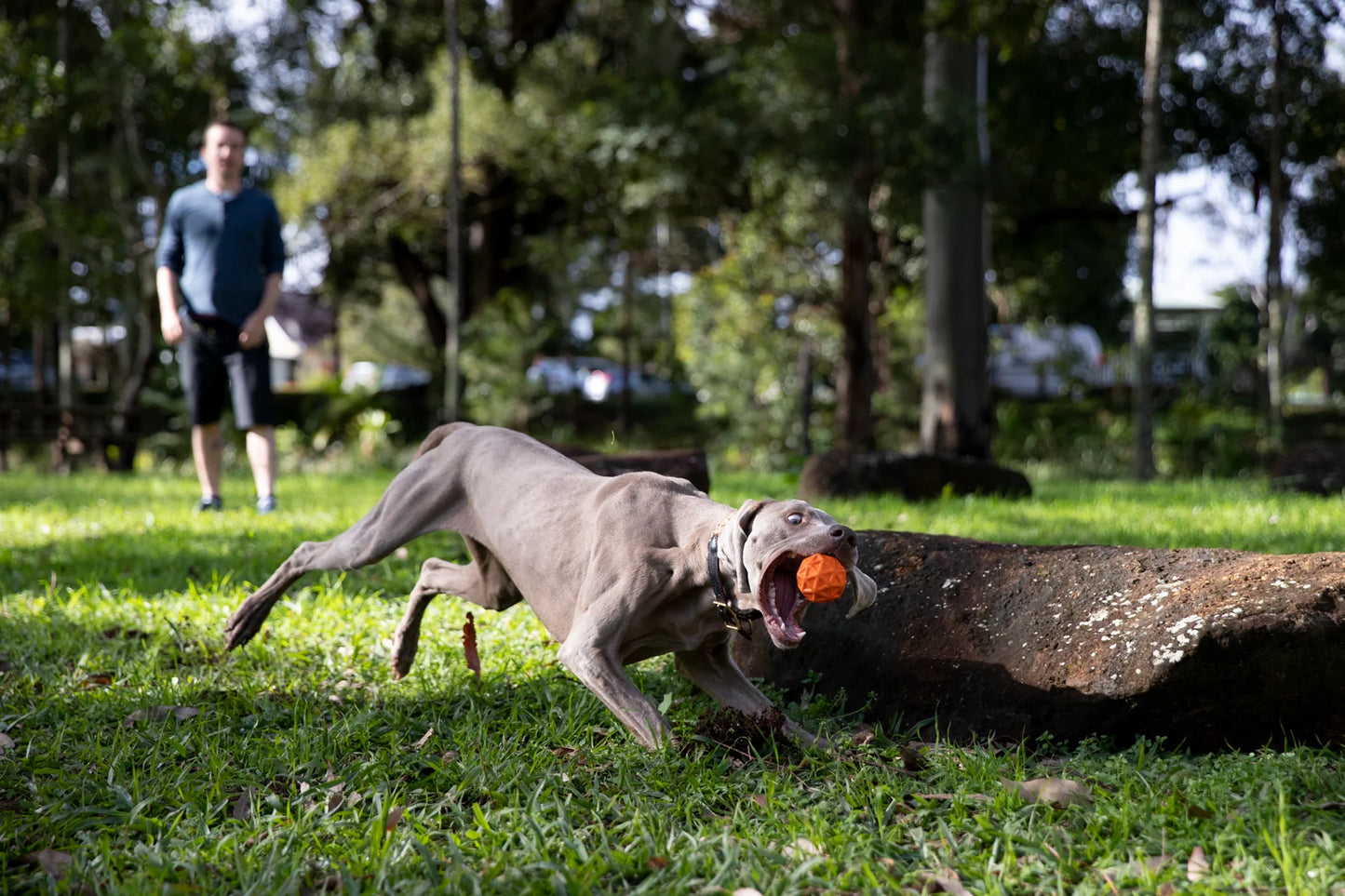 Waboba Tailwind Ball for Dogs